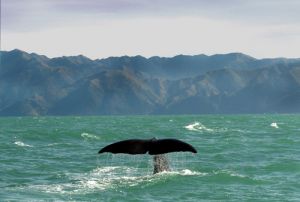  Whale Breaching off Kaikoura Coast 
